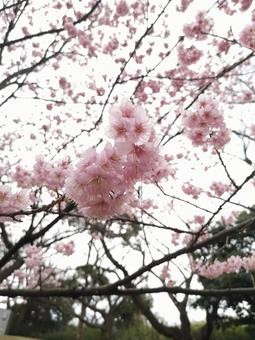 Photo, spring, cherry blossoms, graduate, 