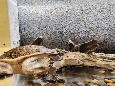 ジーベンロックナガクビガメ ジーベンロックナガクビガメ,カメ,飼育の写真素材