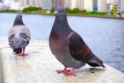 キジバトのアップ1 鳩,キジバト,土鳩の写真素材
