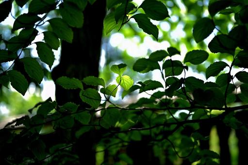 緑深い森の中で可憐に輝く葉っぱ 緑深い森の中で可憐に輝く葉っぱの写真