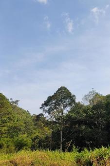 Photo, wood, high, leaf, 