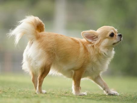 犬のポートレート 犬,チワワ,ワンコの写真素材
