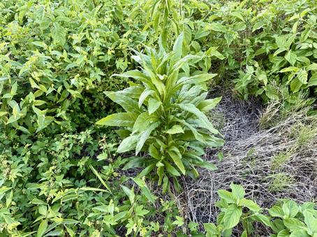 雑草 雑草の写真