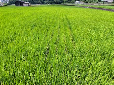 静岡県伊豆市小土肥の田んぼの風景 水田,田圃,稲作の写真素材