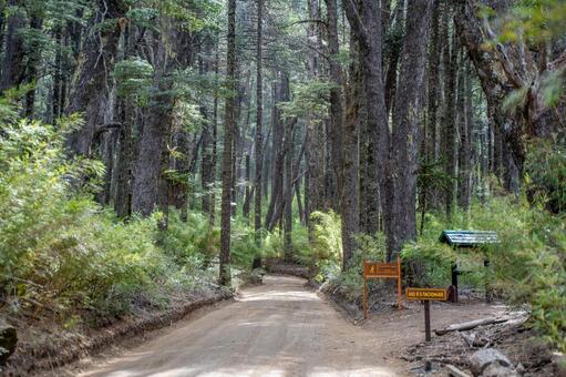 チリ原生林の中を続く静かな未舗装路風景 チリ,南米,海外の写真素材