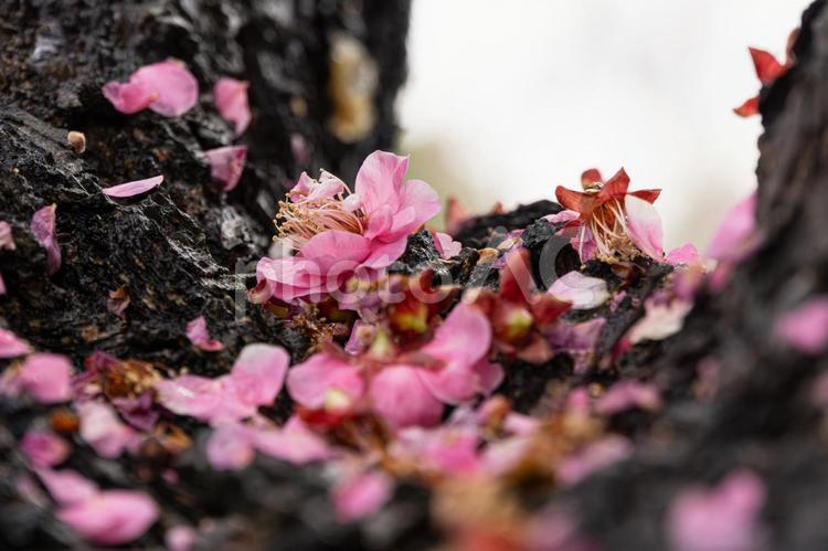散った梅の花（紅梅） 梅の花びら,梅,散るの写真素材