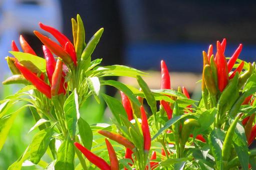 真っ赤な唐辛子 唐辛子,赤色,真っ赤の写真素材