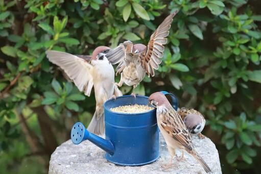 すずめ給餌 野鳥,ことり,スズメの写真素材