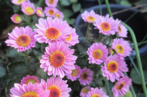 菊の花 菊,キク,花の写真素材