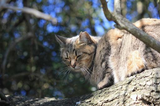 木の上での休息 猫,ネコ,ねこの写真素材