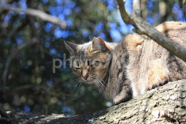 木の上での休息 猫,ネコ,ねこの写真素材