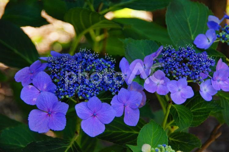 6月の花　紫陽花　ガクアジサイ あじさい,つゆ,６月の写真素材