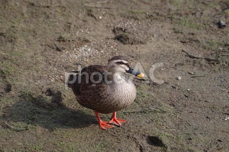 佇む「カルガモ」 カルガモ,鴨,カモの写真素材