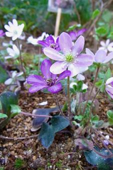 ユキワリソウの写真