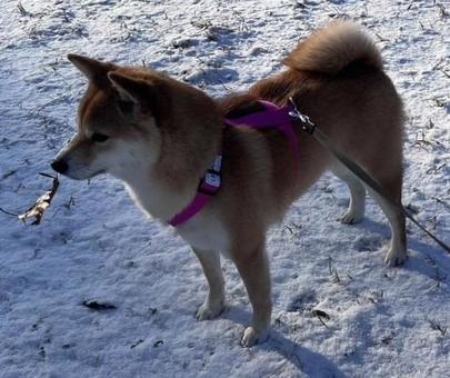 散歩にて 犬,柴犬,シバイヌの写真素材