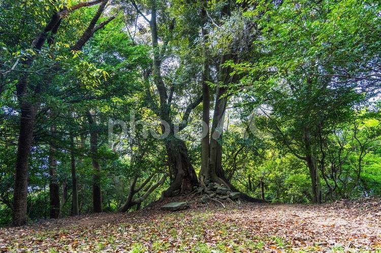 大自然の中をハイキング 登山,ハイキング,ピクニックの写真素材
