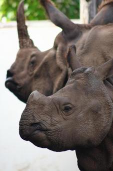 サイの親子 インドサイ,母,子の写真素材