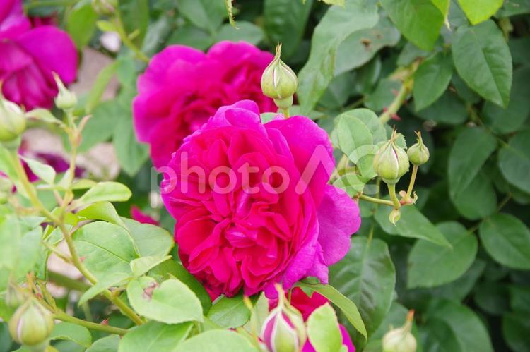 バラの花 バラ,薔薇,ガーデニングの写真素材