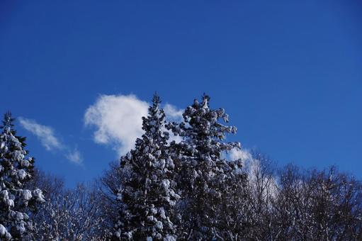冬の森林 冬の森林 木,森,森林の写真素材