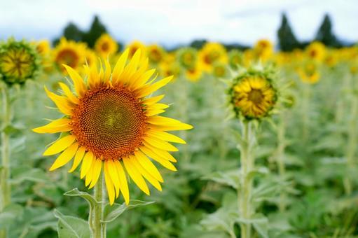 夏の向日葵畑 夏の向日葵畑 向日葵,ひまわり,花の写真素材