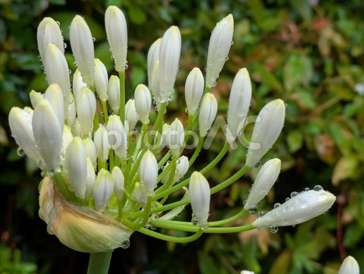 夏至過ぎの横浜市北部のアガパンサスの花 アガパンサス,白い花,クンシランの写真素材