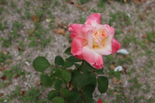 バラ園でカラフルな薔薇を撮りました バラ園でカラフルな薔薇を撮りましたの写真