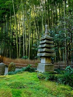 報国寺_秋の竹林④ 竹林,秋の竹林,緑の写真素材