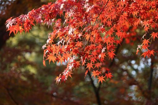 光をうける紅葉 光をうける紅葉 紅葉,もみじ,紅葉狩りの写真素材