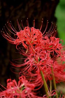 曼殊沙華 曼殊沙華の写真