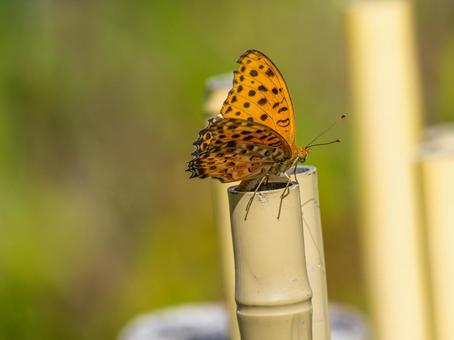 柵にとまる蝶 ツマグロヒョウモン,蝶,蝶々の写真素材