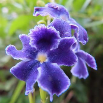 デュランタ デュランタ デュランタ,花,花びらの写真素材