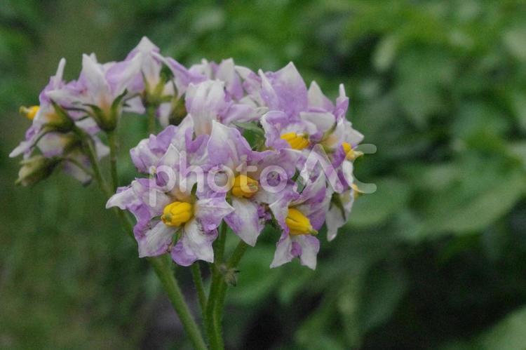 家庭菜園に広がる可憐なじゃがいもの花たち じゃがいもの花,じゃがいも,家庭菜園の写真素材