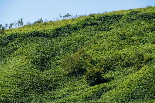 丘陵に広がる緑の斜面と木々 丘陵に広がる緑の斜面と木々 木々,緑,草原の写真素材