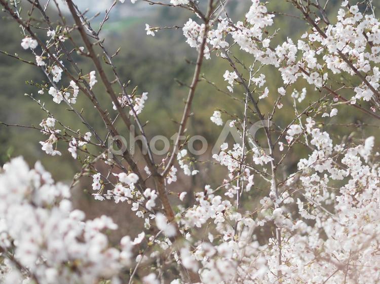 満開の桜の花の画像 桜,咲く,サクラの写真素材