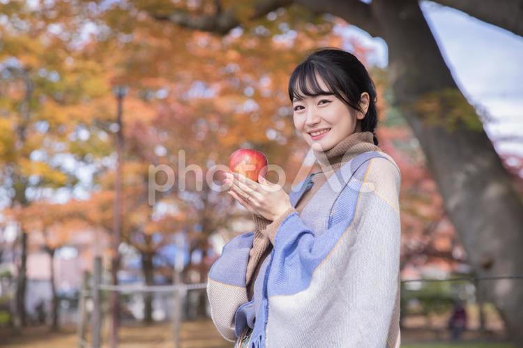 秋の公園でりんごを食べる女性 りんご,秋,女性の写真素材