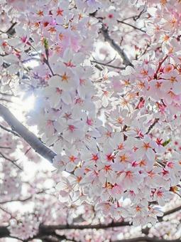 桜79 桜79の写真