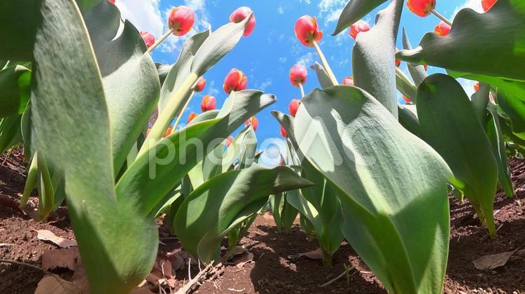 チューリップ花壇の地面から青空を見上げる チューリップ,畑,地面の写真素材