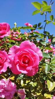 薔薇 薔薇の写真