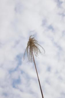 ススキと秋の空 ススキと秋の空の写真