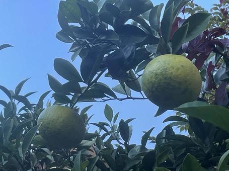 秋の朝に実る青い橙 秋,朝,柑橘の写真素材