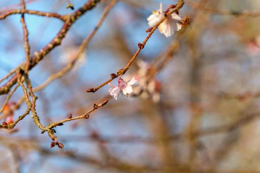 Winter cherry blossoms shining against the blue sky, JPG