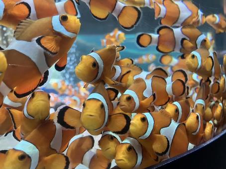 鴨川シーワールドのカクレクマノミ カクレクマノミ,クマノミ,水族館の写真素材