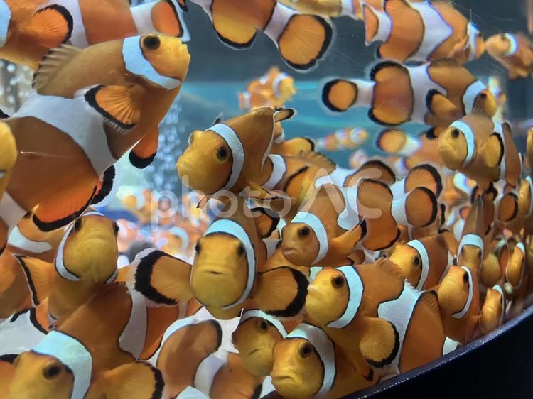 鴨川シーワールドのカクレクマノミ カクレクマノミ,クマノミ,水族館の写真素材