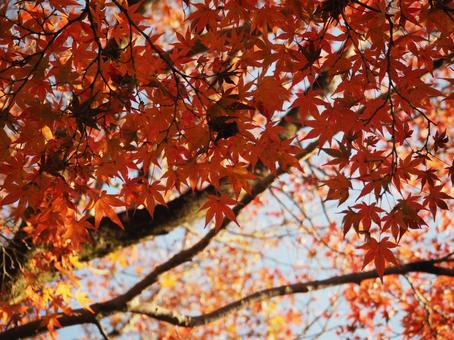 円山公園の紅葉 円山公園の紅葉の写真