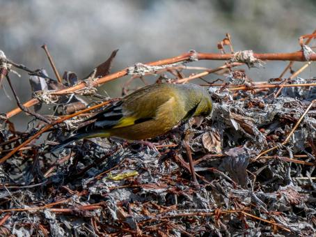 地面を歩くカワラヒワ 地面を歩くカワラヒワの写真