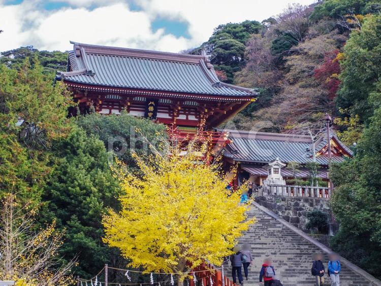 【神奈川県】秋の鎌倉市・鶴岡八幡宮 鶴岡八幡宮,紅葉,鎌倉の写真素材