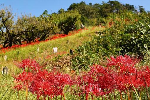 嶺岳寺の彼岸花5 嶺岳寺の彼岸花5の写真