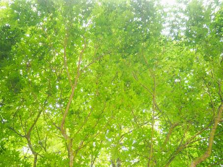 Photo, blue maple, fresh green, young leaves, 
