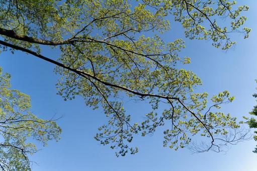 青空に広がる若葉の枝と初夏の光② 青空,若葉,葉の写真素材
