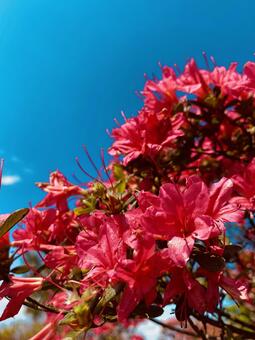 花 花,華,自然の写真素材